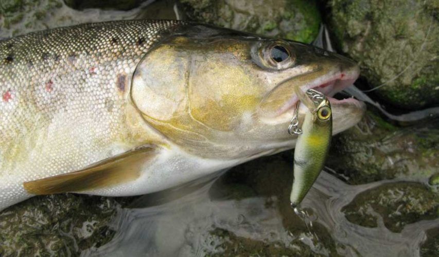 Best Trout Lures, Rivers, Streams, Lakes.