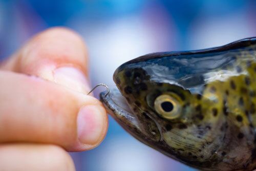 What's The Best Hook Size For Trout? It Varies, But Smaller Is