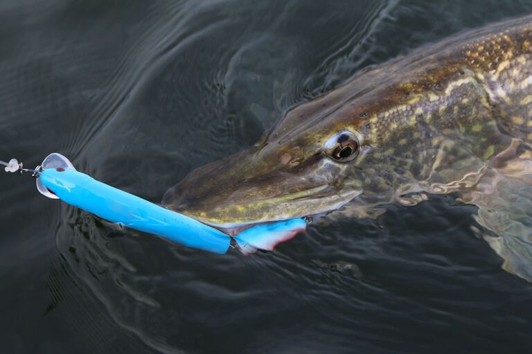 The Ultimate Guide To Northern Pike Fishing Rod And Reel Guide