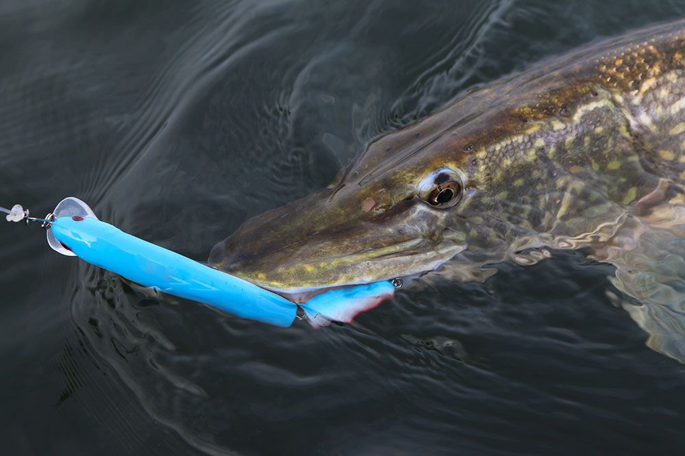 The Ultimate Guide to Northern Pike Fishing